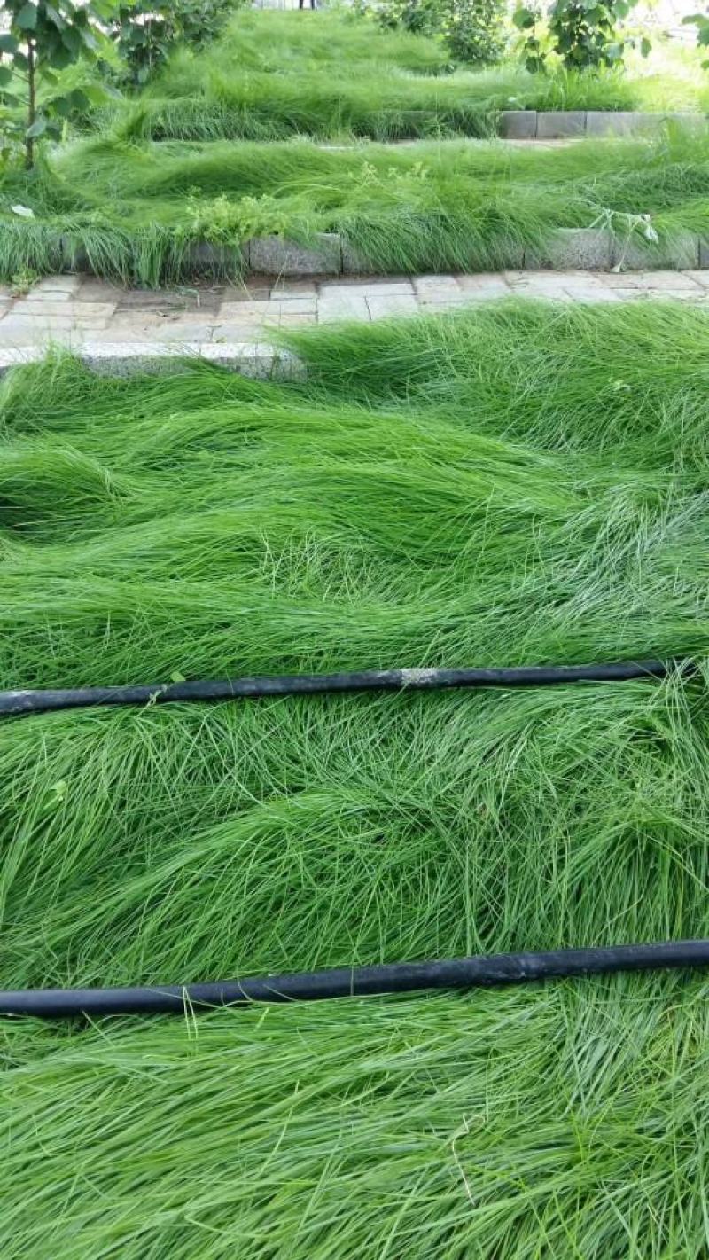 鼠茅草种子果园绿肥抑制杂草鼠茅草种子鼠毛草种籽