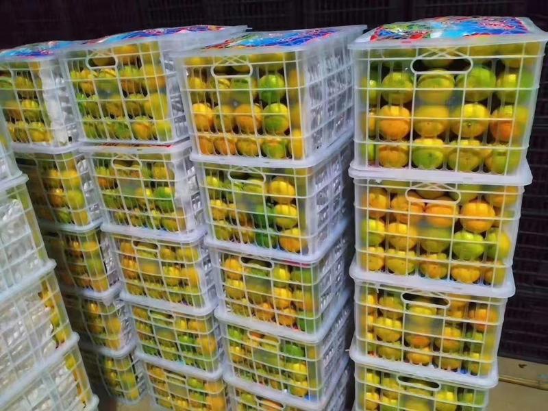 平台供应链早熟蜜橘柑橘电商社区团购超市供应链
