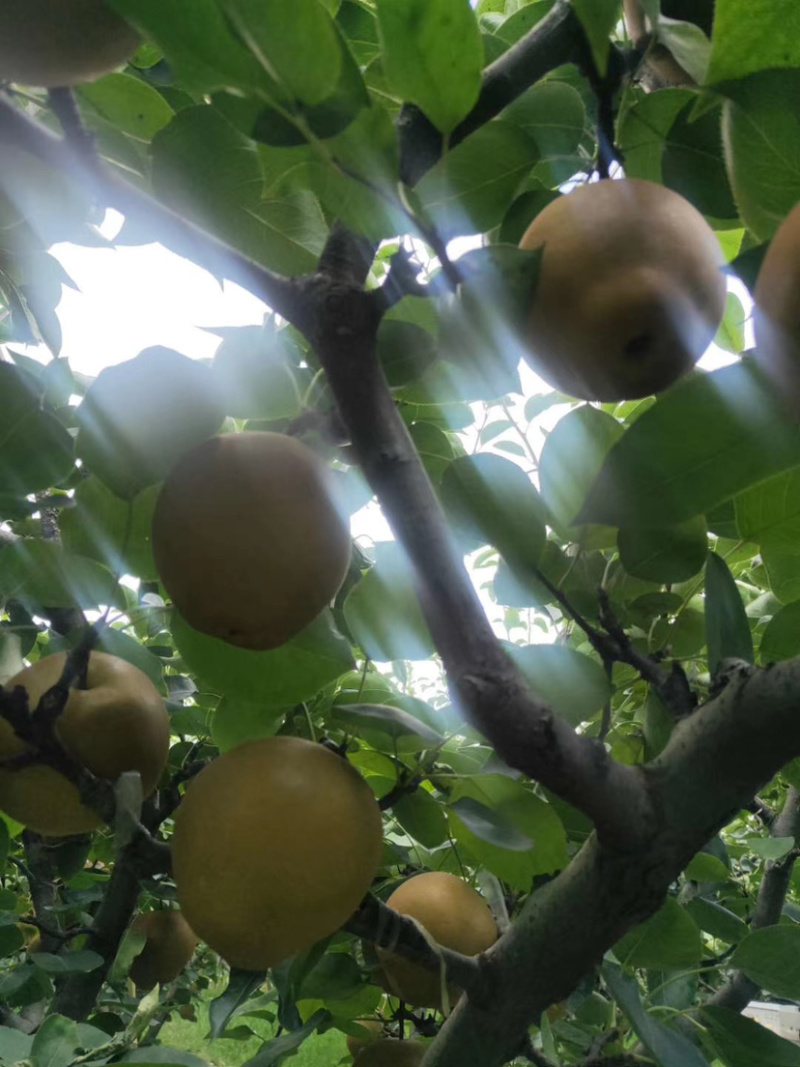 黄花梨（太湖正宗黄花梨）