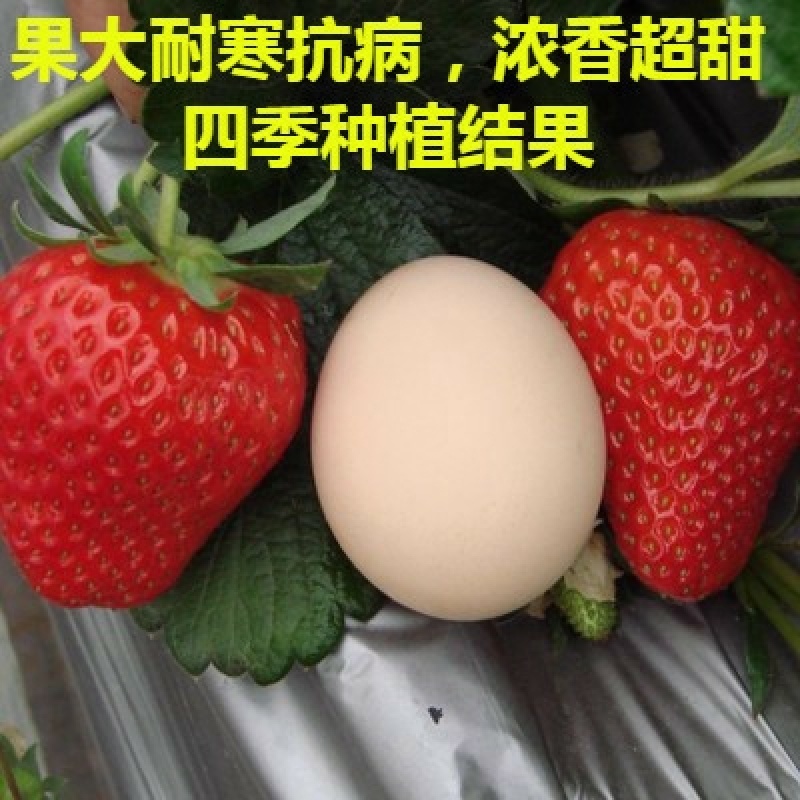 草莓苗种植带土发货四季盆栽室内植物奶油草莓秧家庭阳台食用