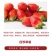草莓苗种植带土发货四季盆栽室内植物奶油草莓秧家庭阳台食用
