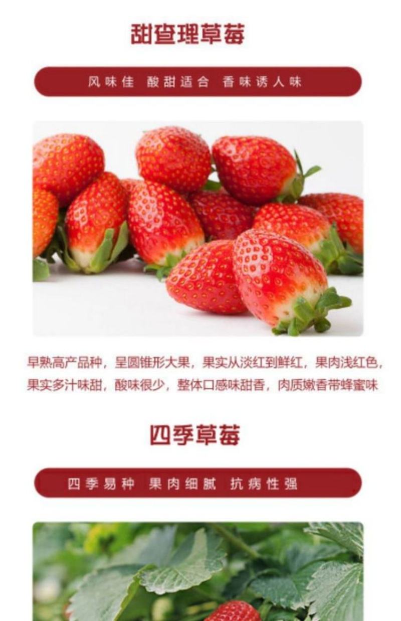 草莓苗种植带土发货四季盆栽室内植物奶油草莓秧家庭阳台食用