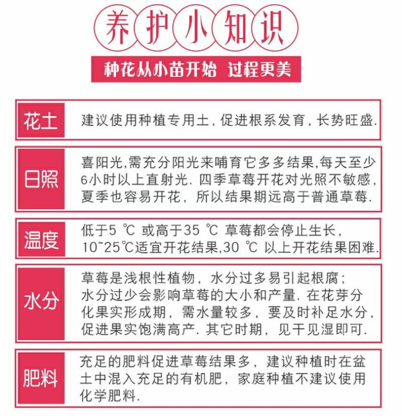草莓苗种植带土发货四季盆栽室内植物奶油草莓秧家庭阳台食用