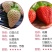 草莓苗种植带土发货四季盆栽室内植物奶油草莓秧家庭阳台食用