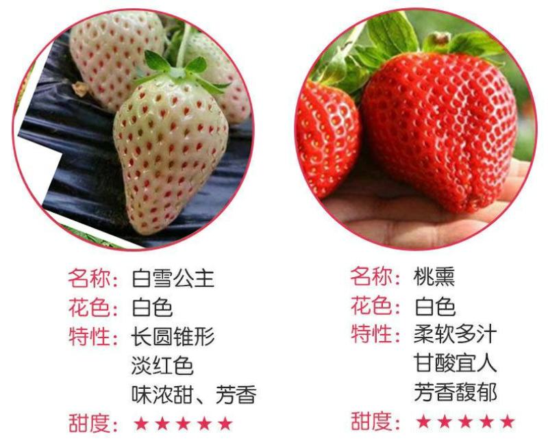 草莓苗种植带土发货四季盆栽室内植物奶油草莓秧家庭阳台食用
