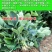 草莓苗种植带土发货四季盆栽室内植物奶油草莓秧家庭阳台食用