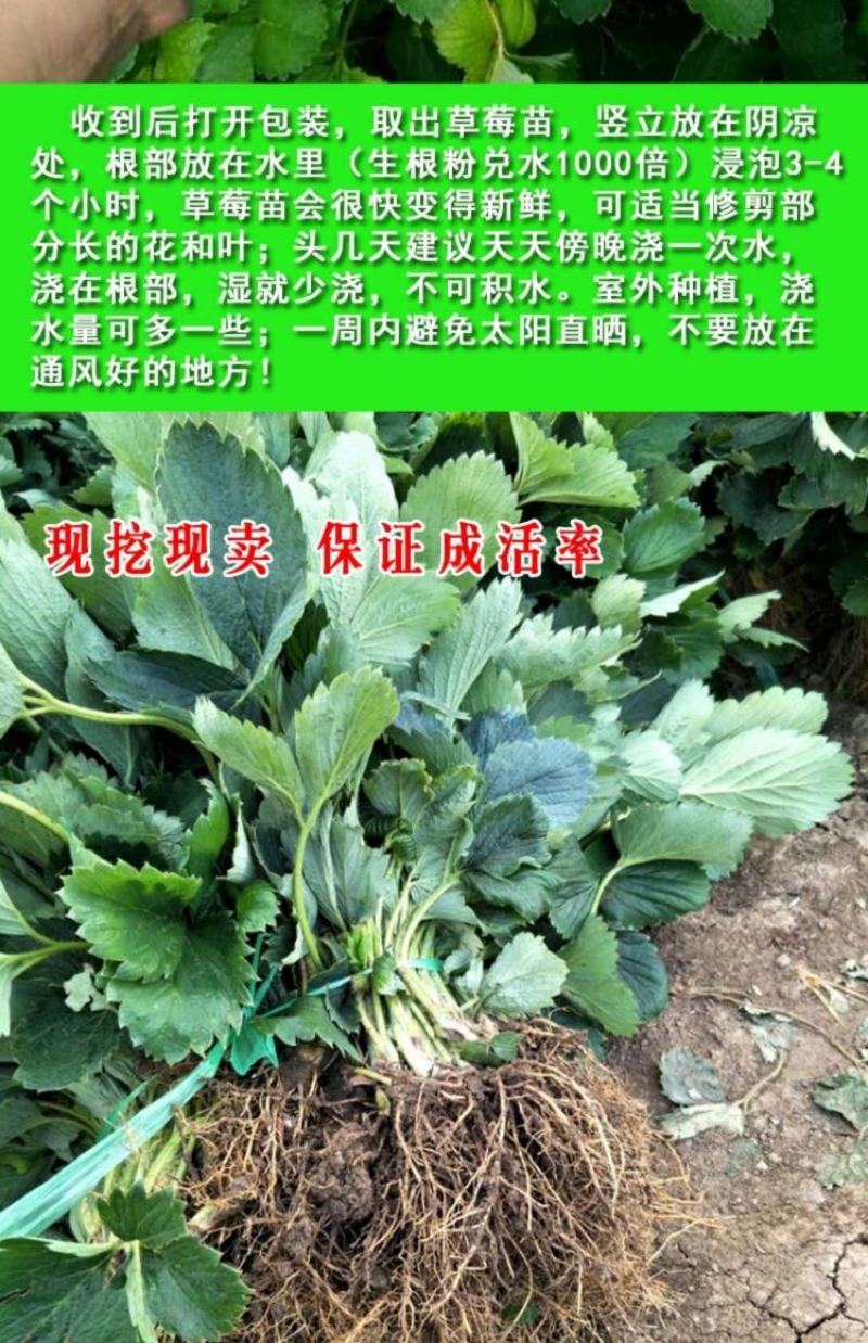 草莓苗种植带土发货四季盆栽室内植物奶油草莓秧家庭阳台食用