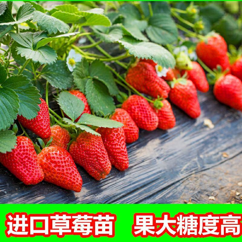 草莓苗种植带土发货四季盆栽室内植物奶油草莓秧家庭阳台食用
