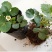 草莓苗种植带土发货四季盆栽室内植物奶油草莓秧家庭阳台食用