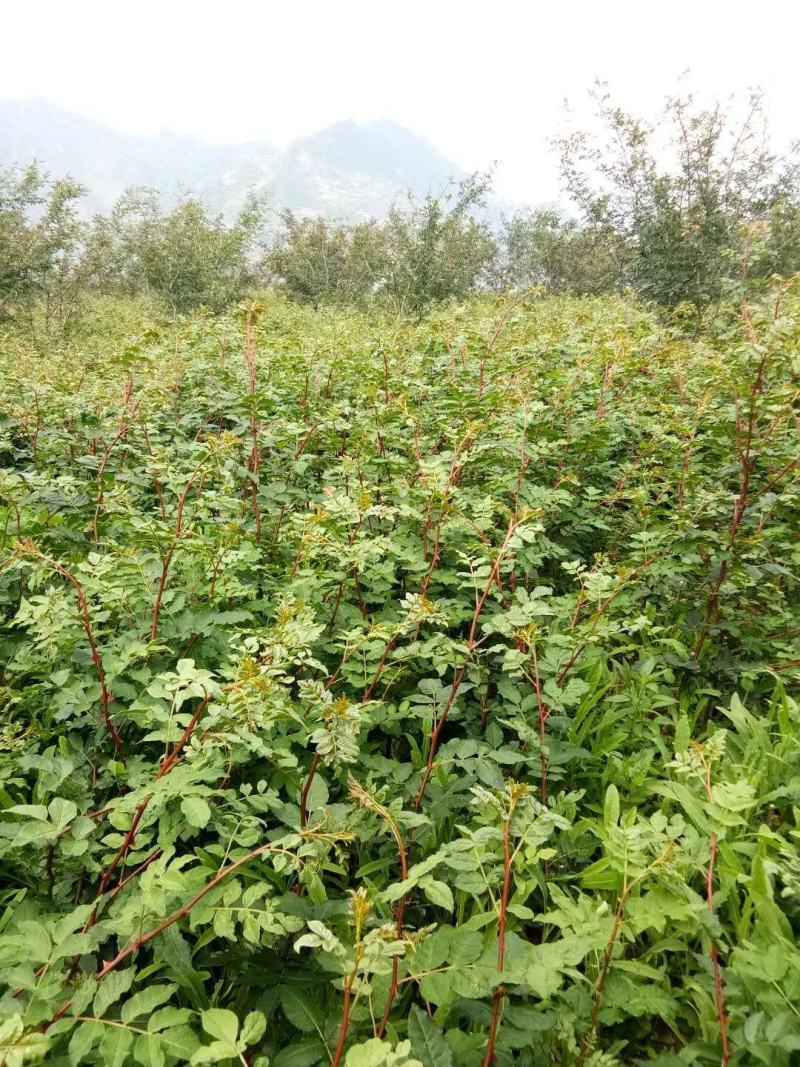 无棘花椒苗嫁接无棘大红袍花椒苗产地直销