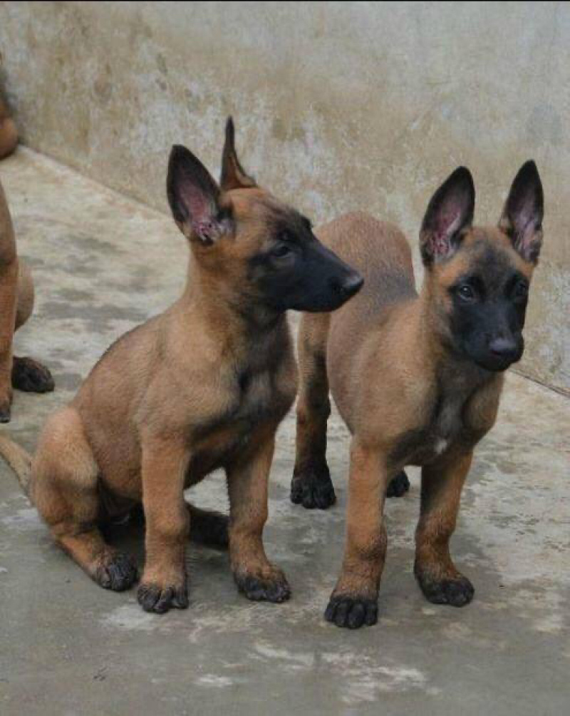 精品马犬高动力咬口好动力足双血统疫苗齐全