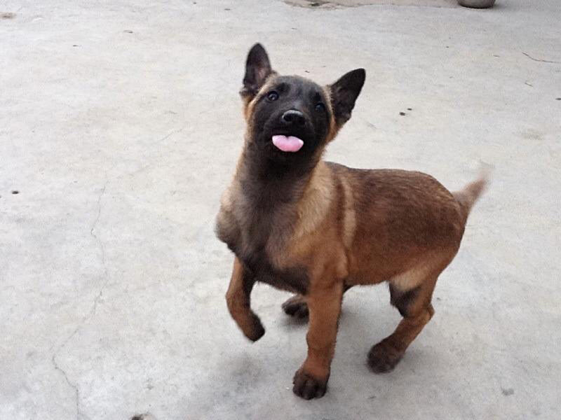 精品马犬高动力咬口好动力足双血统疫苗齐全