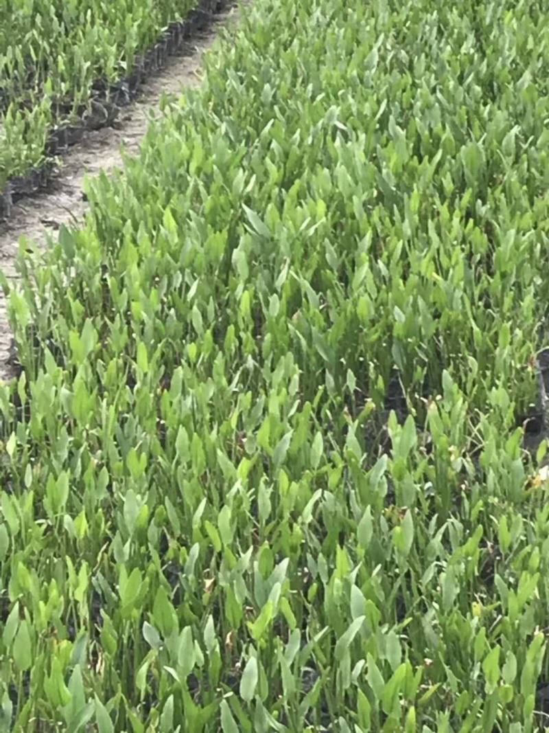 自家苗圃供应梭鱼草水生植物基地直销一手货源