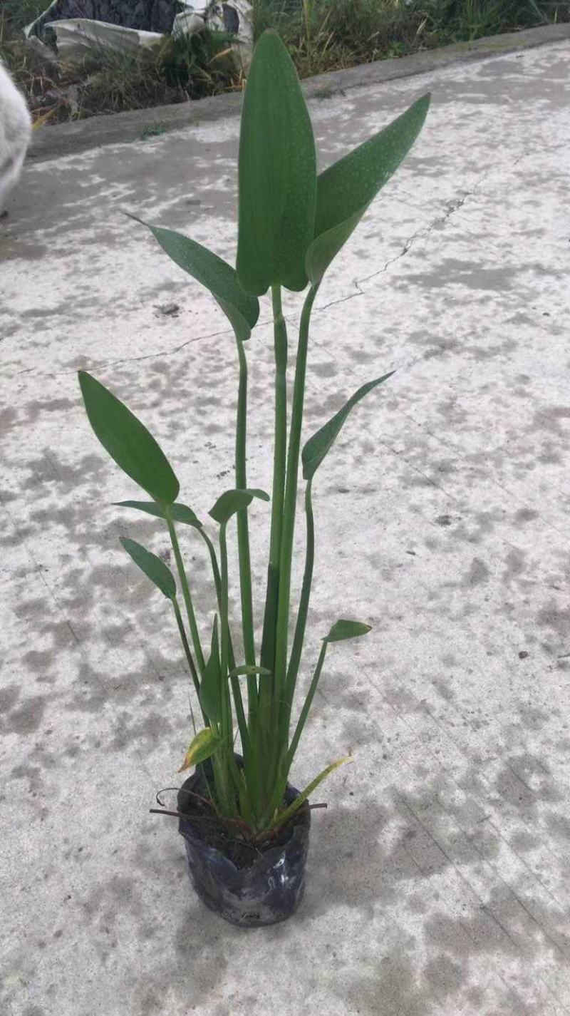 自家苗圃供应梭鱼草水生植物基地直销一手货源