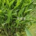 自家苗圃供应梭鱼草水生植物基地直销一手货源