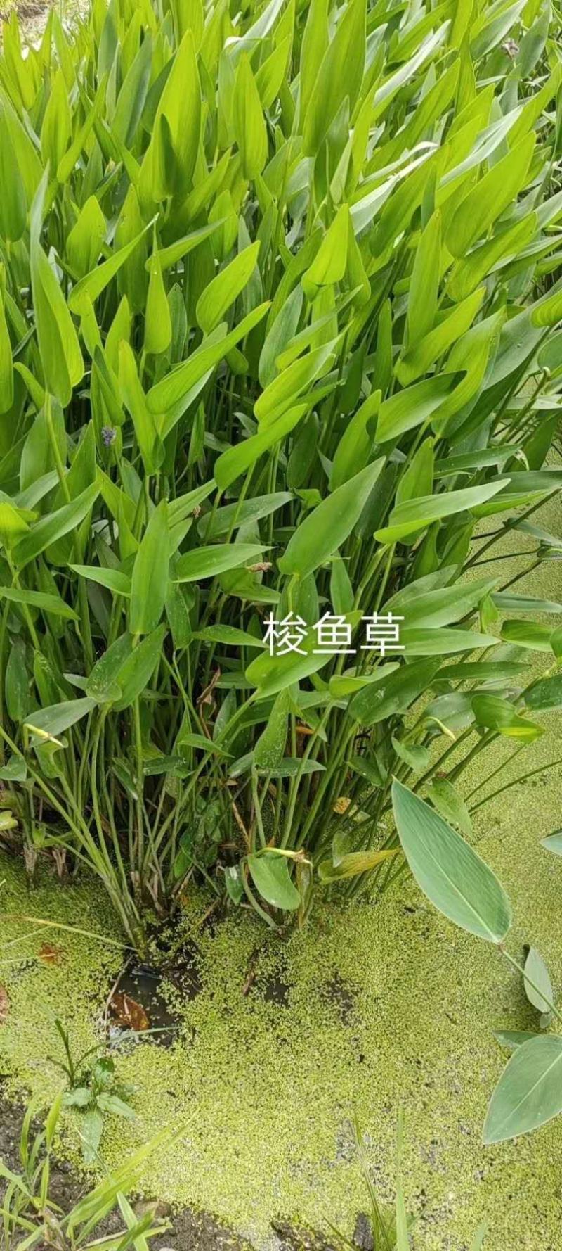 自家苗圃供应梭鱼草水生植物基地直销一手货源