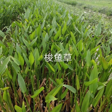 自家苗圃供应梭鱼草水生植物基地直销一手货源