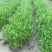 自家苗圃供应梭鱼草水生植物基地直销一手货源