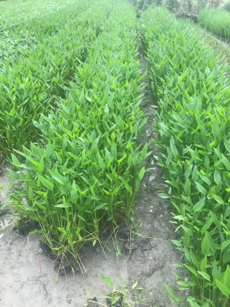 自家苗圃供应梭鱼草水生植物基地直销一手货源