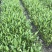 自家苗圃供应梭鱼草水生植物基地直销一手货源
