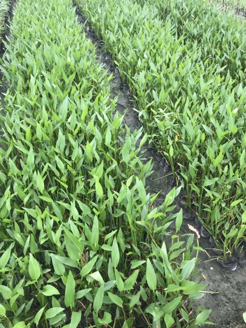 自家苗圃供应梭鱼草水生植物基地直销一手货源