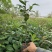 供应油茶苗丶油茶袋苗丶嫁接苗