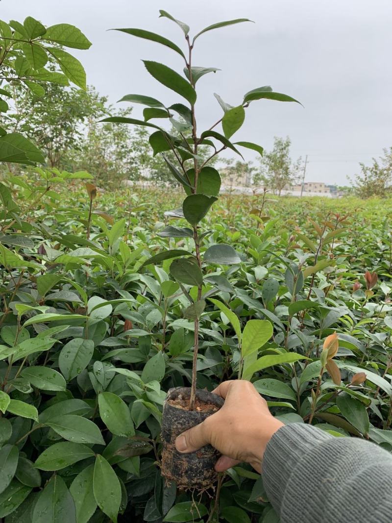 供应油茶苗丶油茶袋苗丶嫁接苗