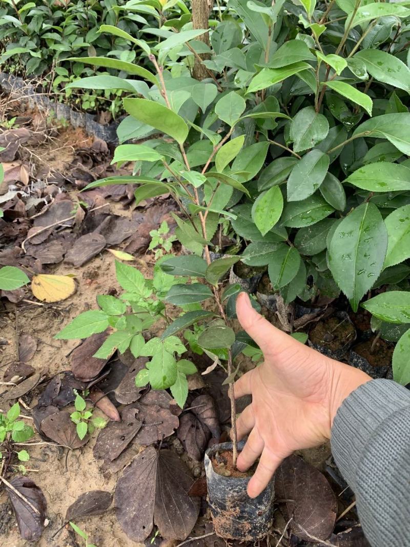 供应油茶苗丶油茶袋苗丶嫁接苗