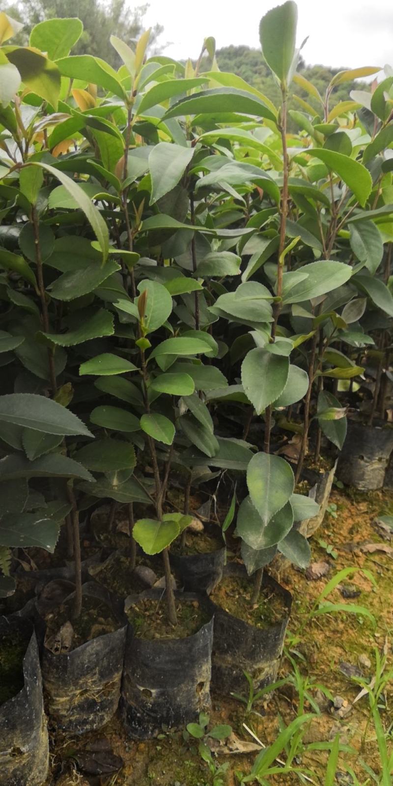 供应油茶苗丶油茶袋苗丶嫁接苗
