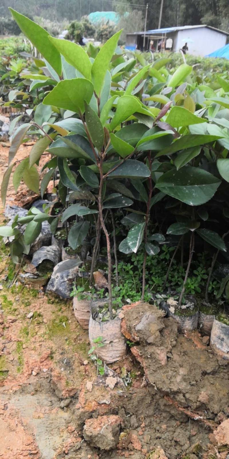 供应油茶苗丶油茶袋苗丶嫁接苗