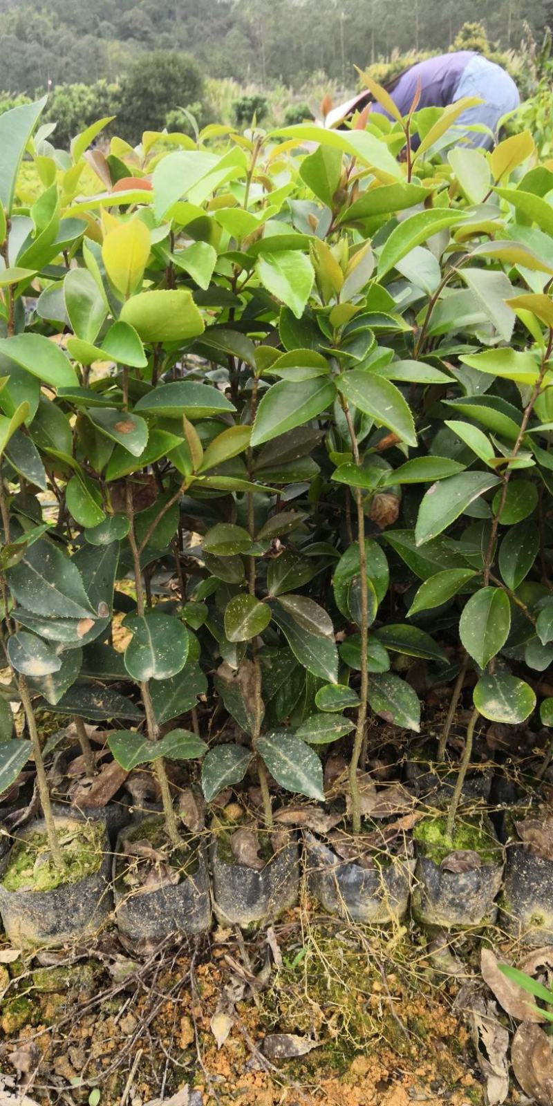 供应油茶苗丶油茶袋苗丶嫁接苗