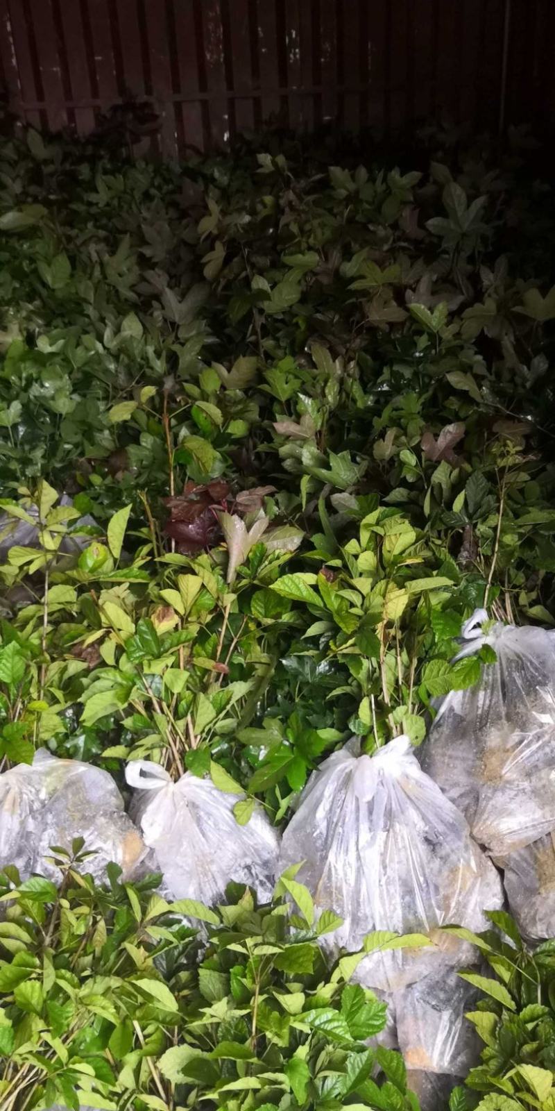 供应油茶苗丶油茶袋苗丶嫁接苗