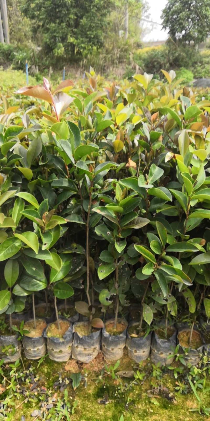 供应油茶苗丶油茶袋苗丶嫁接苗