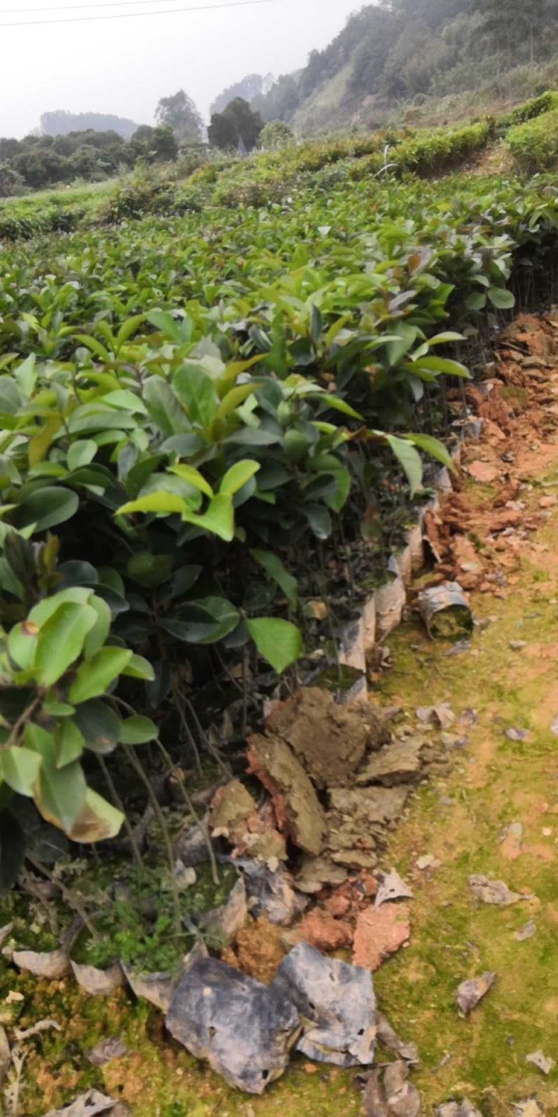 供应油茶苗丶油茶袋苗丶嫁接苗