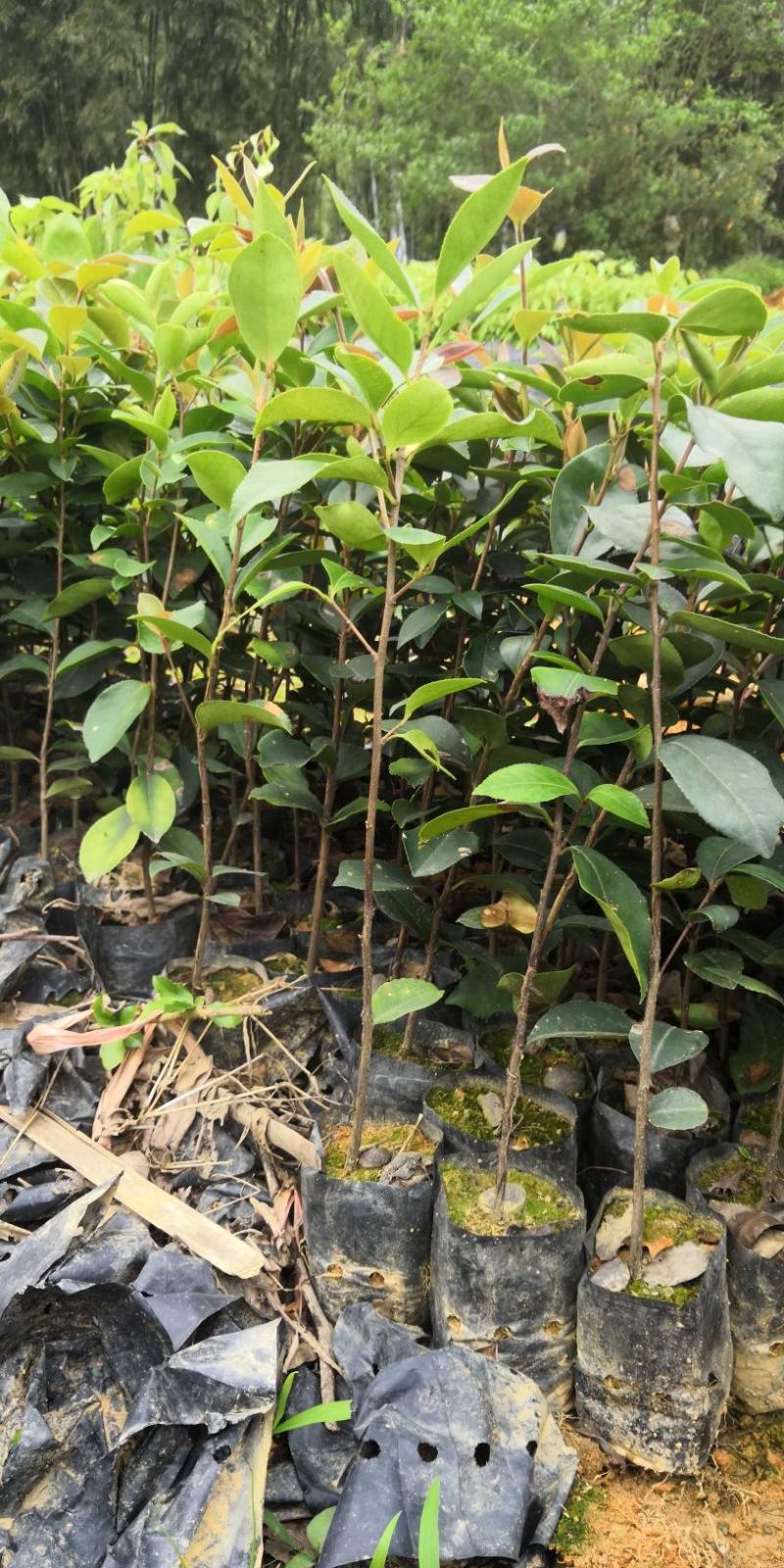 供应油茶苗丶油茶袋苗丶嫁接苗
