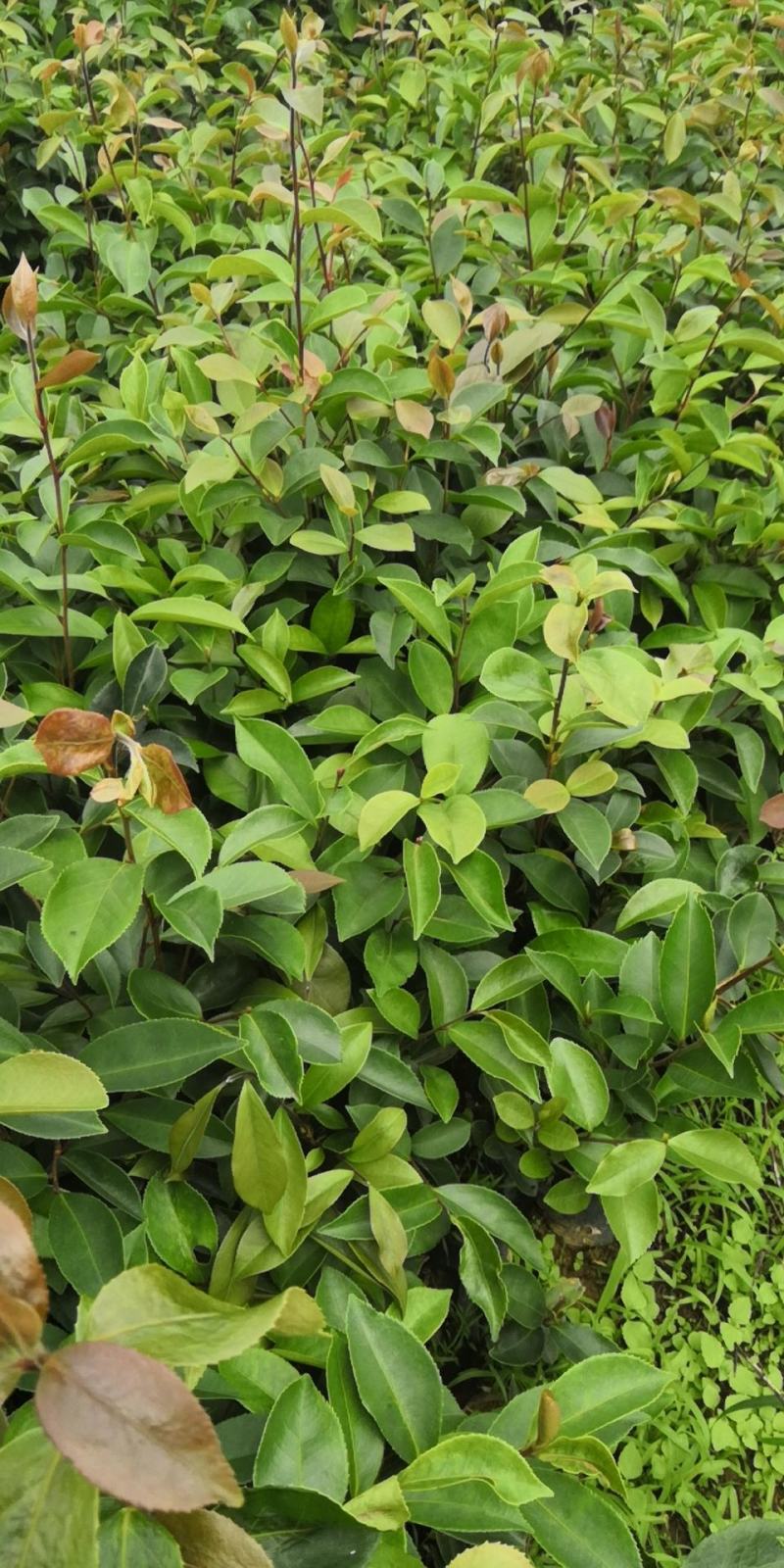 供应油茶苗丶油茶袋苗丶嫁接苗