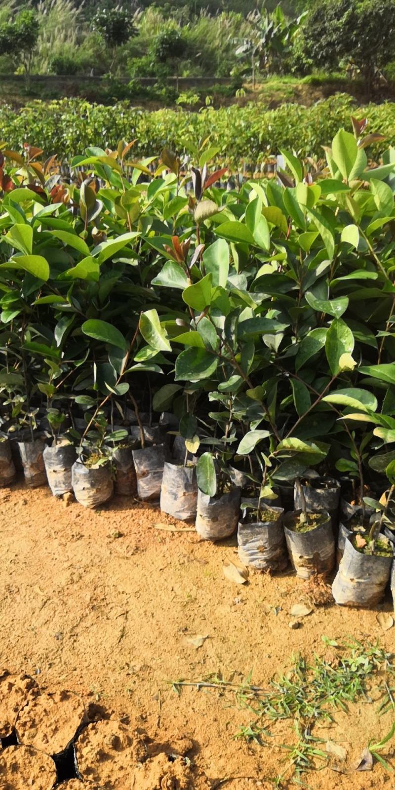 供应油茶苗丶油茶袋苗丶嫁接苗