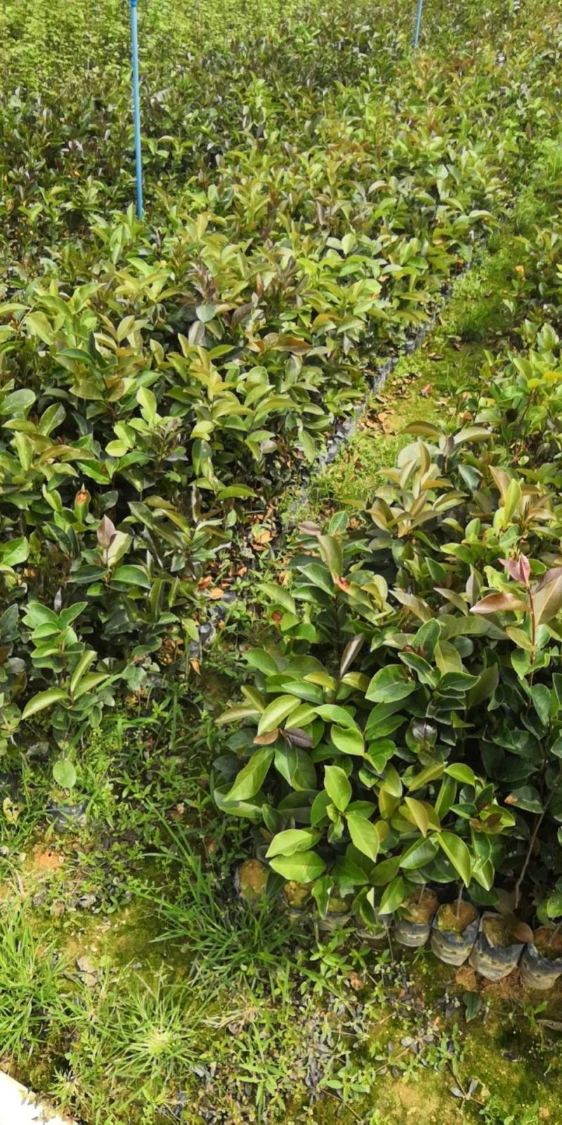 供应油茶苗丶油茶袋苗丶嫁接苗