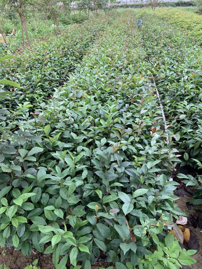 供应油茶苗丶油茶袋苗丶嫁接苗