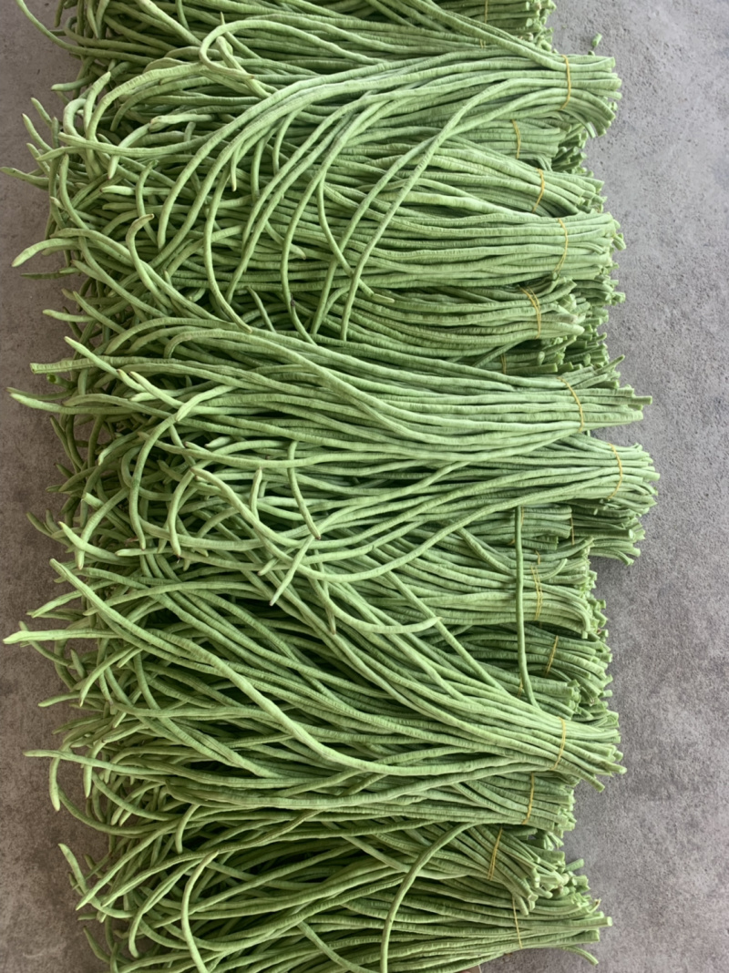 长豆角50厘米以上