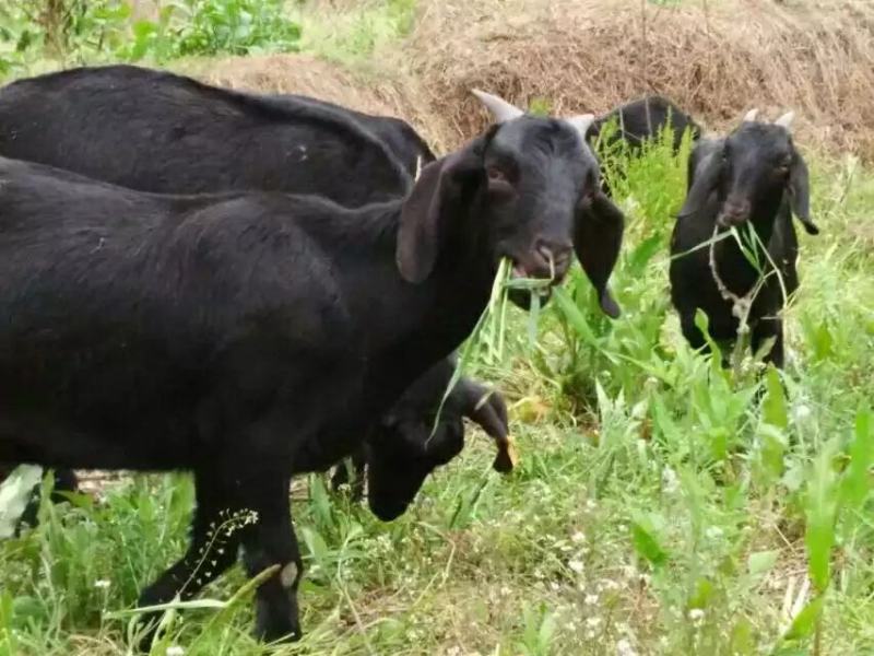 努比亚黑山羊纯种繁育场