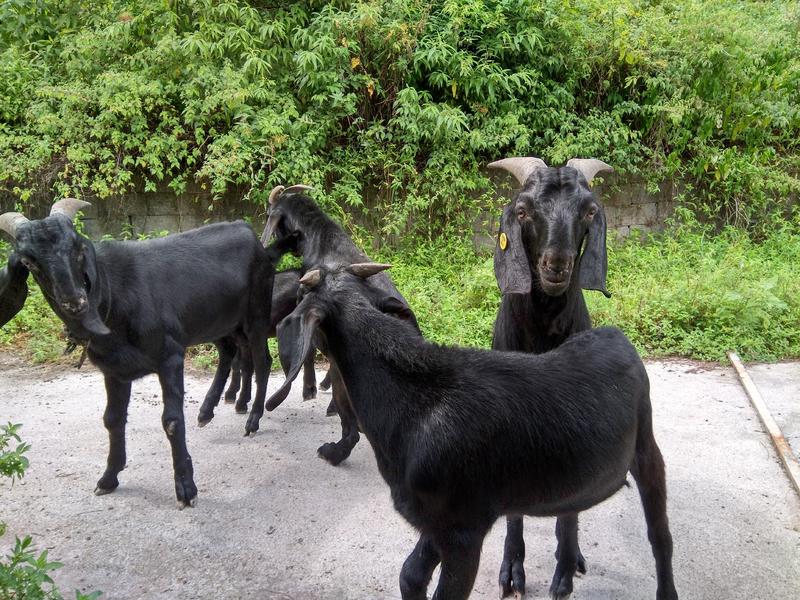 努比亚黑山羊纯种繁育场