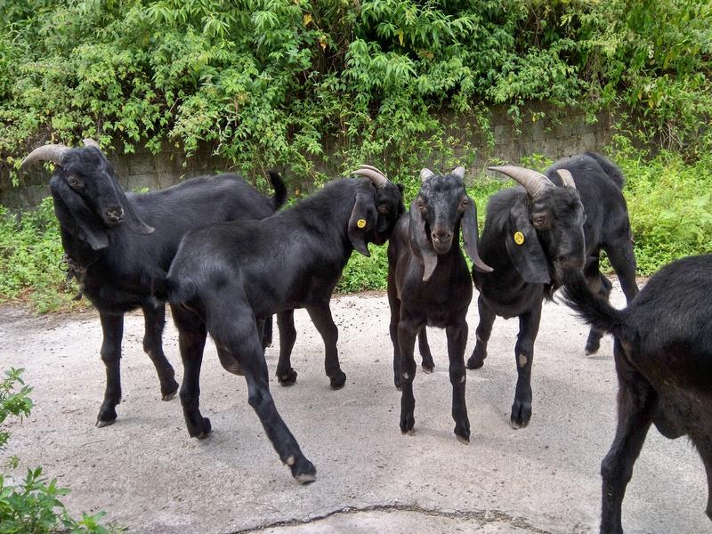 努比亚黑山羊纯种繁育场