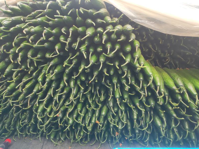 【热销】莘县精品油亮密刺黄瓜中条货源充足