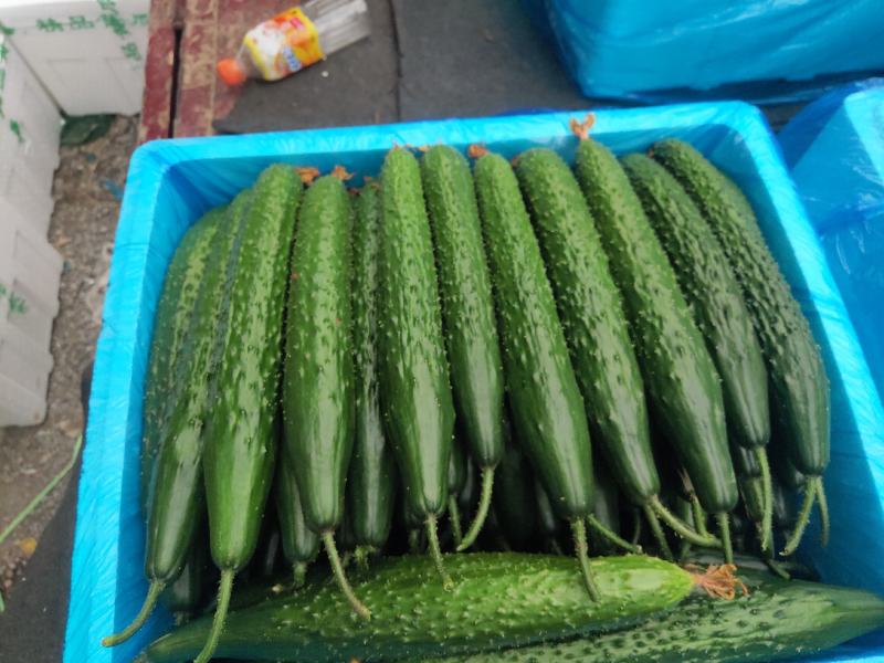 【热销】莘县精品油亮密刺黄瓜中条货源充足