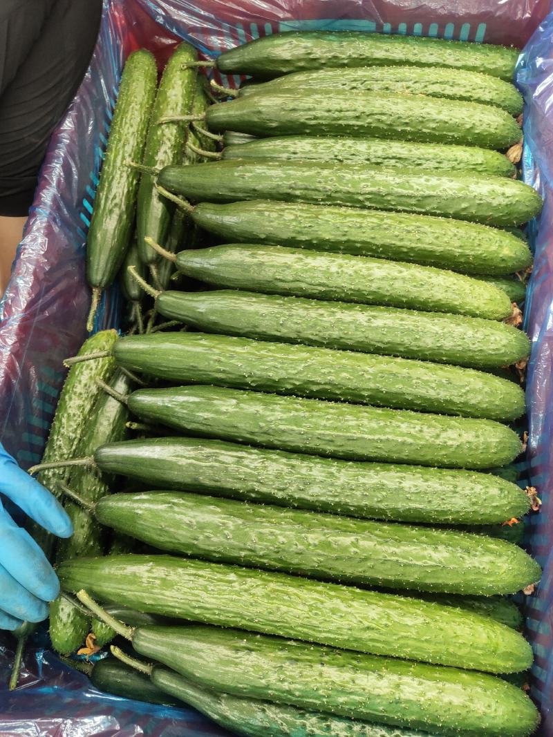 【热销】莘县精品油亮密刺黄瓜中条货源充足