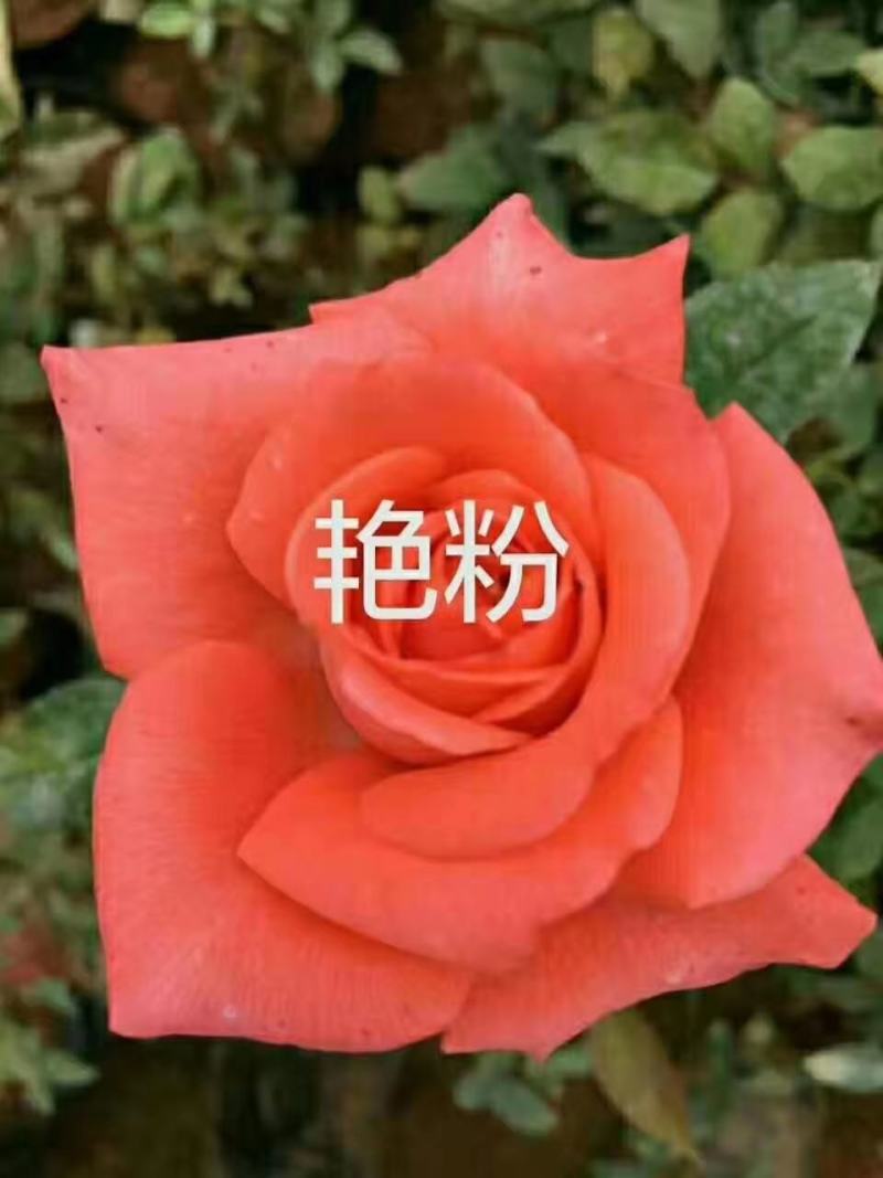 杂色大花月季苗，长年基地直销，以质量为本