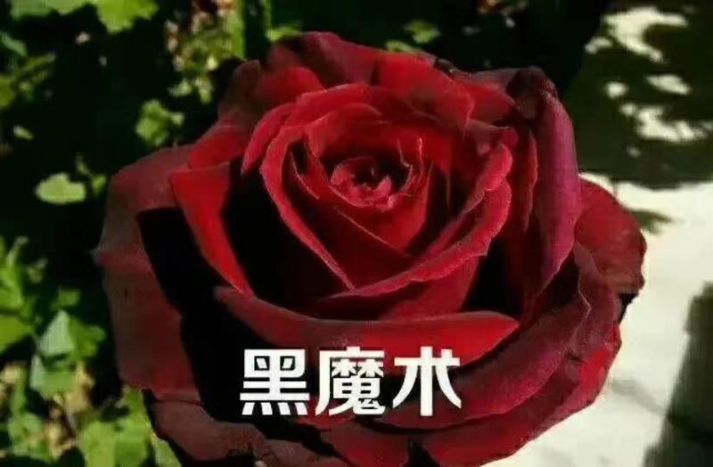 杂色大花月季苗，长年基地直销，以质量为本