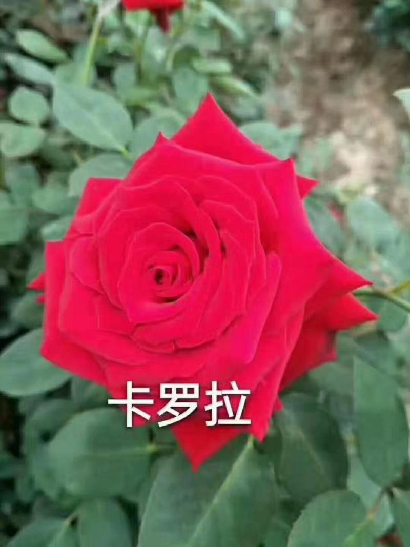杂色大花月季苗，长年基地直销，以质量为本