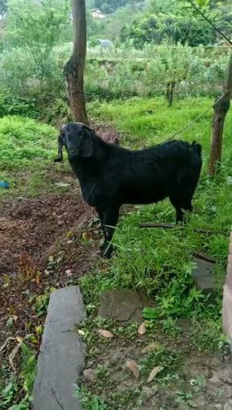 黑山羊纯种繁育场种羊